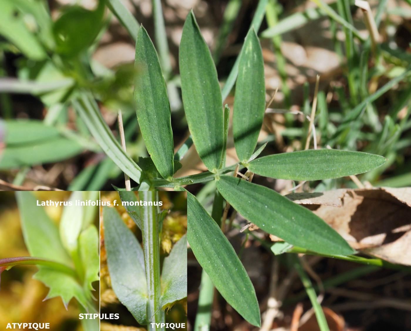 Bitter-vetch leaf